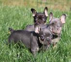 Franse Bulldog pups, Dieren en Toebehoren, Honden | Bulldogs, Pinschers en Molossers, België, CDV (hondenziekte), 8 tot 15 weken
