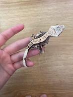 Wimpergekko lavendel/tangerine man, Dieren en Toebehoren, Reptielen en Amfibieën, Overige soorten, 0 tot 2 jaar
