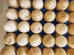 Broedeieren Khaki Campbell, Dieren en Toebehoren, Pluimvee, Meerdere dieren, Eend