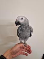 Grijze roodstaart Tam 2025, Vrouwelijk, Papegaai, Pratend