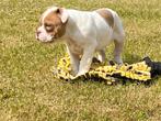 Old english bulldog pups, Dieren en Toebehoren, Honden | Bulldogs, Pinschers en Molossers, België, CDV (hondenziekte), 8 tot 15 weken
