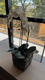 Orchidee in stof, Ophalen, Zo goed als nieuw