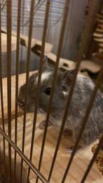 Twee degoe’s zijn twee zusjes gratis af te halen, Dieren en Toebehoren, Vrouwelijk, Overige typen, Tam, September