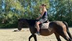 Brave 6 jarige ruin, Springpaard, Minder dan 160 cm, Gechipt, Ruin