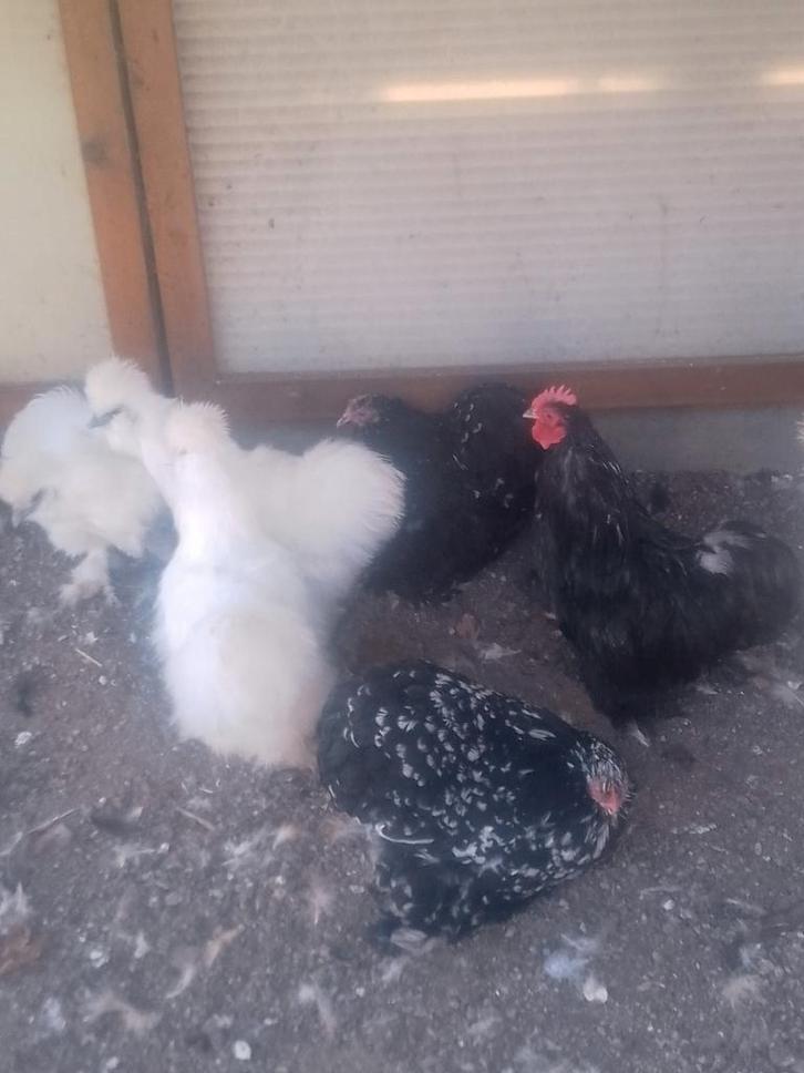 Cochin krielen van 2025, Dieren en Toebehoren, Pluimvee, Kip, Meerdere dieren