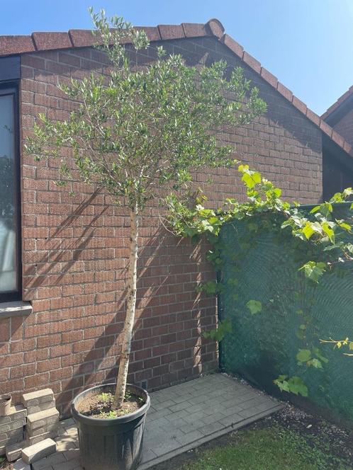 Hoogstam Olijfboom winterhard, Tuin en Terras, Planten | Bomen, Olijfboom, 250 tot 400 cm, Halfschaduw, Lente, Ophalen
