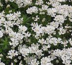 Imberis en Kniphofia, Tuin en Terras, Planten | Tuinplanten, Ophalen of Verzenden, Vaste plant