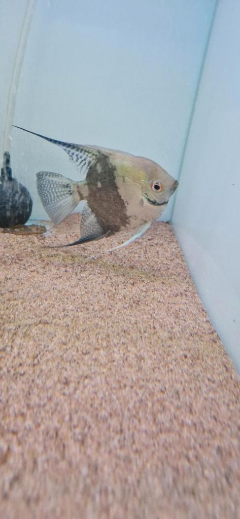 XL gohst maanvis mannetje, Dieren en Toebehoren, Vissen | Aquariumvissen