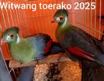 2 witwang toerako's 2025, Dieren en Toebehoren, Geringd