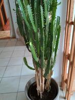 Cactus 1m60 groot, Huis en Inrichting, Kamerplanten, Cactus, 150 tot 200 cm, In pot, Ophalen