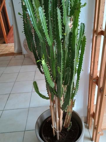 Cactus de 1m60 de large 