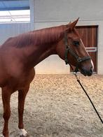 10 jarige merrie, Dieren en Toebehoren, Paarden, Merrie, Springpaard, Niet van toepassing, 7 tot 10 jaar