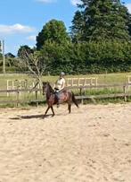 Lesgeefster gezocht, Dieren en Toebehoren, Paarden