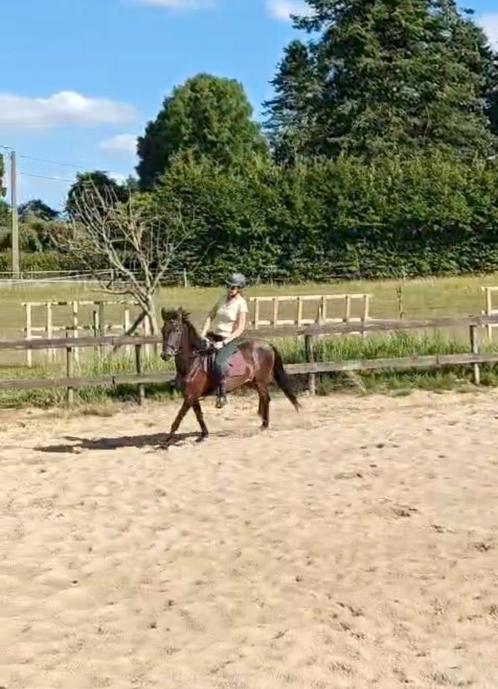 Lesgeefster gezocht, Dieren en Toebehoren, Paarden