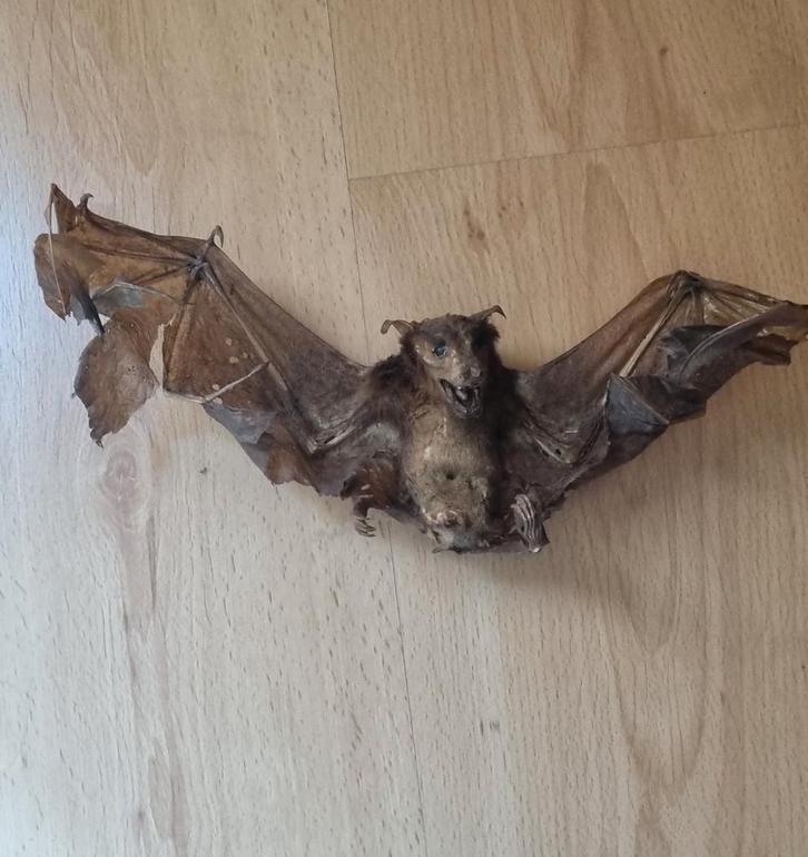 Exotisch gedroogde vleermuis uit Bali taxidermie, Antiek en Kunst, Curiosa en Brocante, Ophalen of Verzenden