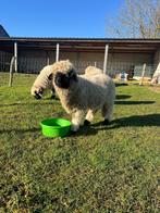 Walliser Schwarznase ram lam, Dieren en Toebehoren, Schapen, Geiten en Varkens, Mannelijk, Schaap, 0 tot 2 jaar