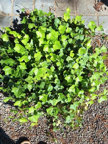 hedera hibernica (klimop), Ophalen