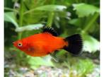 Platy Red Wagtail Coral