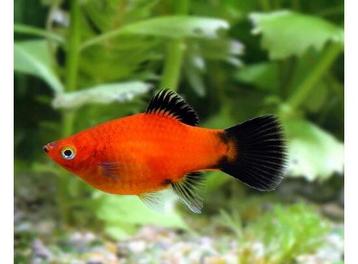 Platy Red Wagtail Coral beschikbaar voor biedingen