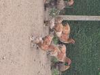 Brahma hennen meerzomig goudpatrijs., Dieren en Toebehoren, Pluimvee, Vrouwelijk, Kip