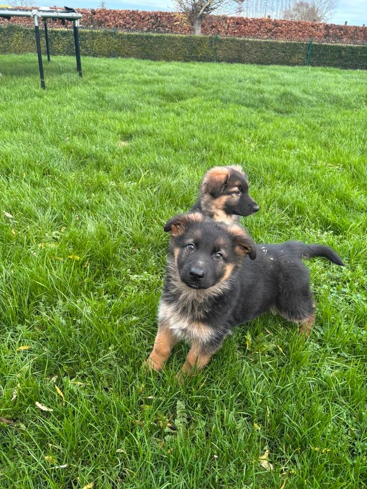 Langharige duitse herder pups, Dieren en Toebehoren, Honden | Retrievers, Spaniëls en Waterhonden, Meerdere dieren, Fokker | Professioneel