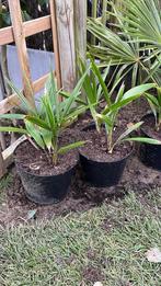 Trachycarpus Fortunei - palmboom, Tuin en Terras, Planten | Tuinplanten, Vaste plant, Overige soorten, Ophalen