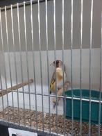 Distelvink gezocht, Dieren en Toebehoren