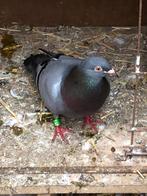 Pigeon, Plusieurs animaux, Autres espèces