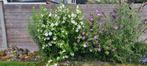 Hibiscus (nog 2 beschikbaar), Ophalen