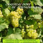 VIGNES / RAISINS BLANCS & BLEUS, 1 MÈTRE, EN POT, =12€/pièce, Plein soleil, Printemps, Enlèvement ou Envoi, Plantes fruitières