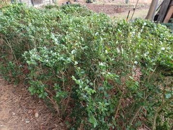 Ligustrum 1,2 m, meermaals verplant beschikbaar voor biedingen