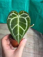 Anthurium crystellinum, Huis en Inrichting, Kamerplanten, Ophalen of Verzenden