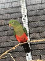 Jonge koningsparkiet man 2025, Mâle, Perruche, Bagué