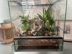 Terrarium + lepidodactylus, Dieren en Toebehoren, Reptielen en Amfibieën