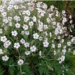 Geranium maderense "Guersney White", Tuin en Terras, Planten | Tuinplanten, Zomer, Vaste plant, Overige soorten, Ophalen