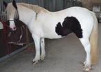 Irish Cob (tinker) Merrie (11-jarig), Minder dan 160 cm, Zadelmak, 11 jaar of ouder, Recreatiepaard