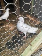 Pigeonné blanc avendre, Animaux & Accessoires, Oiseaux | Pigeons, Mâle, Pigeon voyageur