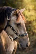 baroque PRE ruin, Dieren en Toebehoren, Paarden, Gechipt, Ruin, Zadelmak, 7 tot 10 jaar