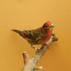 Mexicaanse Roodmussen split Wit, Dieren en Toebehoren