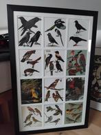 Kaders  Artis Historia, Verzamelen, Ophalen of Verzenden, Zo goed als nieuw