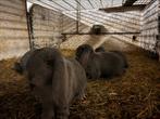 Franse hangoor, Dieren en Toebehoren, Mannelijk, Groot, Hangoor, 0 tot 2 jaar