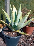 Agave americana, Ophalen