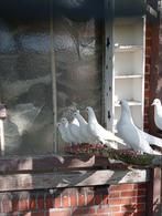 Witte duifjes, Dieren en Toebehoren, Vogels | Duiven