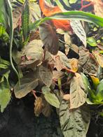 Begonia SP. Asia iriserend, Dieren en Toebehoren, Reptielen en Amfibieën | Toebehoren, Ophalen of Verzenden