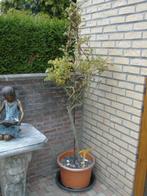 Roze GLYSINE plant op smeedijzeren piramidesteun 1m70cm, Ophalen, Vaste plant, Klimplanten, Volle zon
