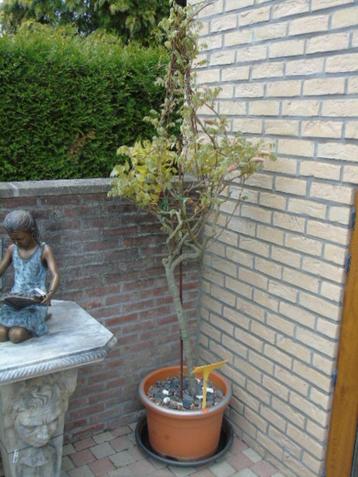 plante GLYSINE rose sur support fer forgé pyramide 1m70cm, Enlèvement, Plante fixe, Plantes grimpantes, Plein soleil