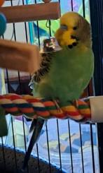 Koppel grasparkieten te koop, Dieren en Toebehoren, Vogels | Parkieten en Papegaaien, Meerdere dieren, Parkiet