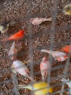 Kanaries rood mozaïek 20euro stuk, Dieren en Toebehoren, Vogels | Kanaries