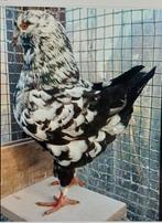 kingduif (getijgerde) gezocht, Dieren en Toebehoren, Meerdere dieren, Overige soorten