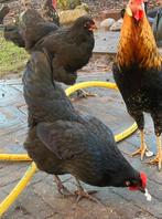 Poulet, Animaux & Accessoires, Enlèvement